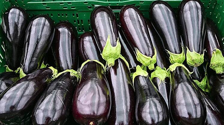    ENS KALAENE/DPA Тепличные баклажаны будут выращены по евростандартам