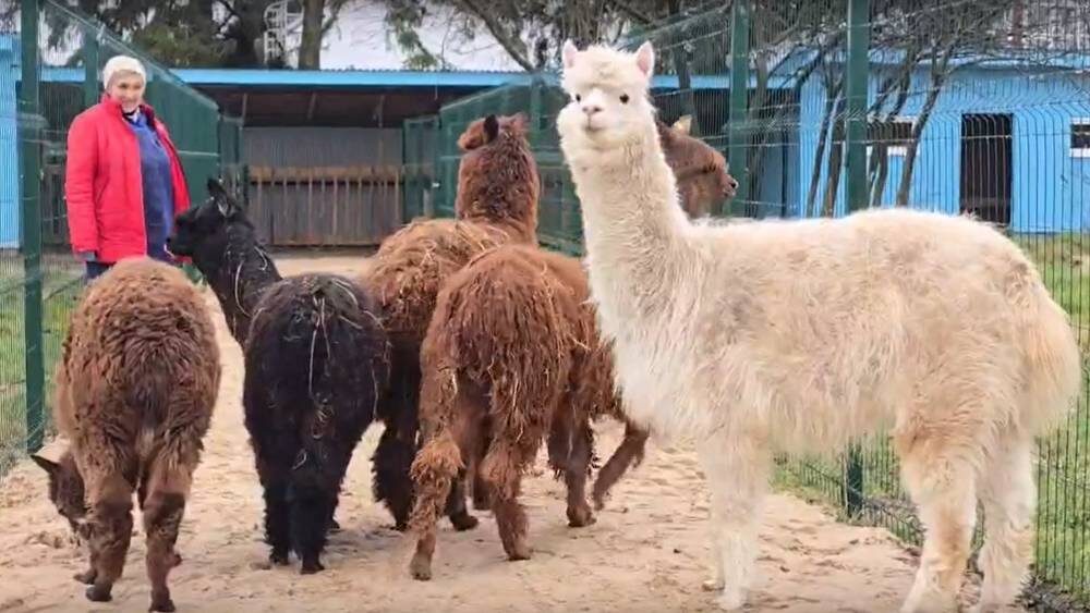    Фото: Кадр видео