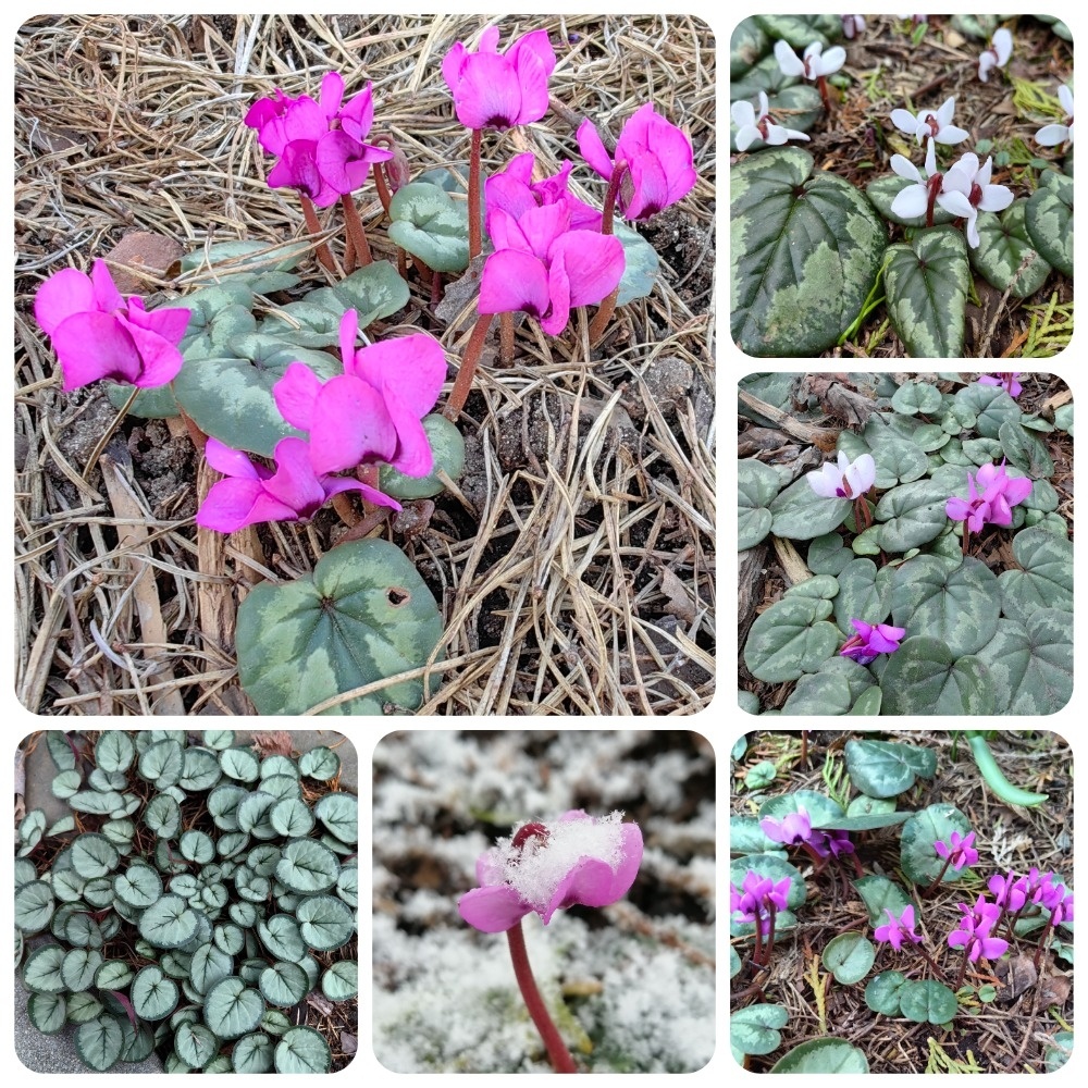 Цикламен косский