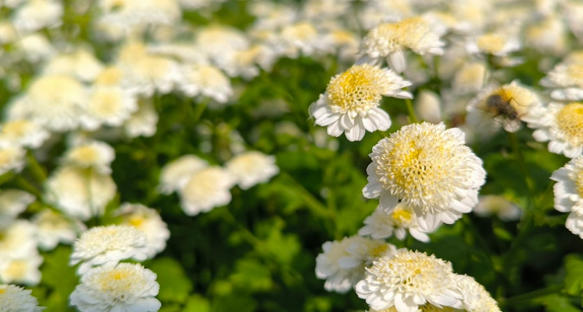    Красота на все лето: 10 самых долгоцветущих многолетних растений - будут радовать до ноября