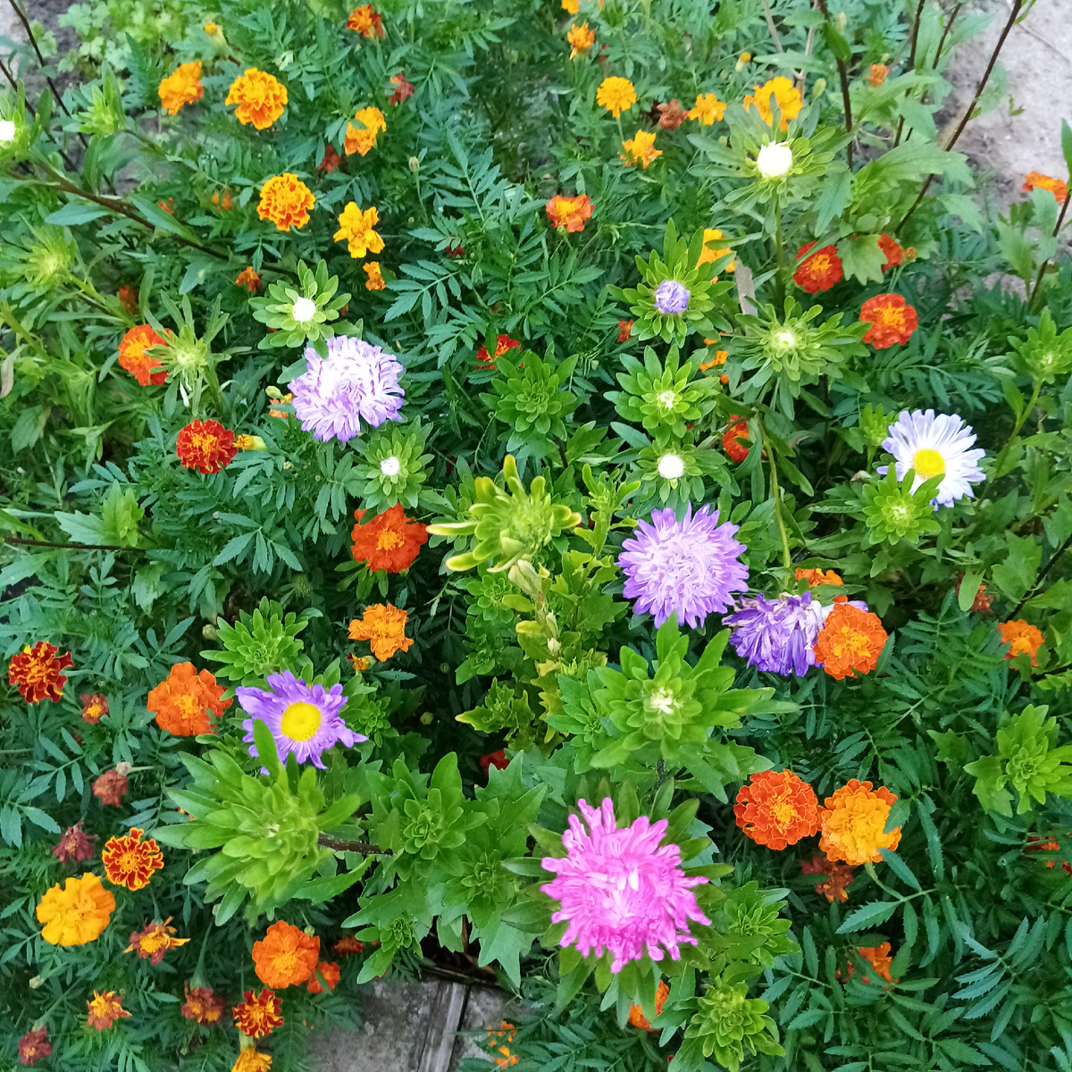 Астры и бархатцы