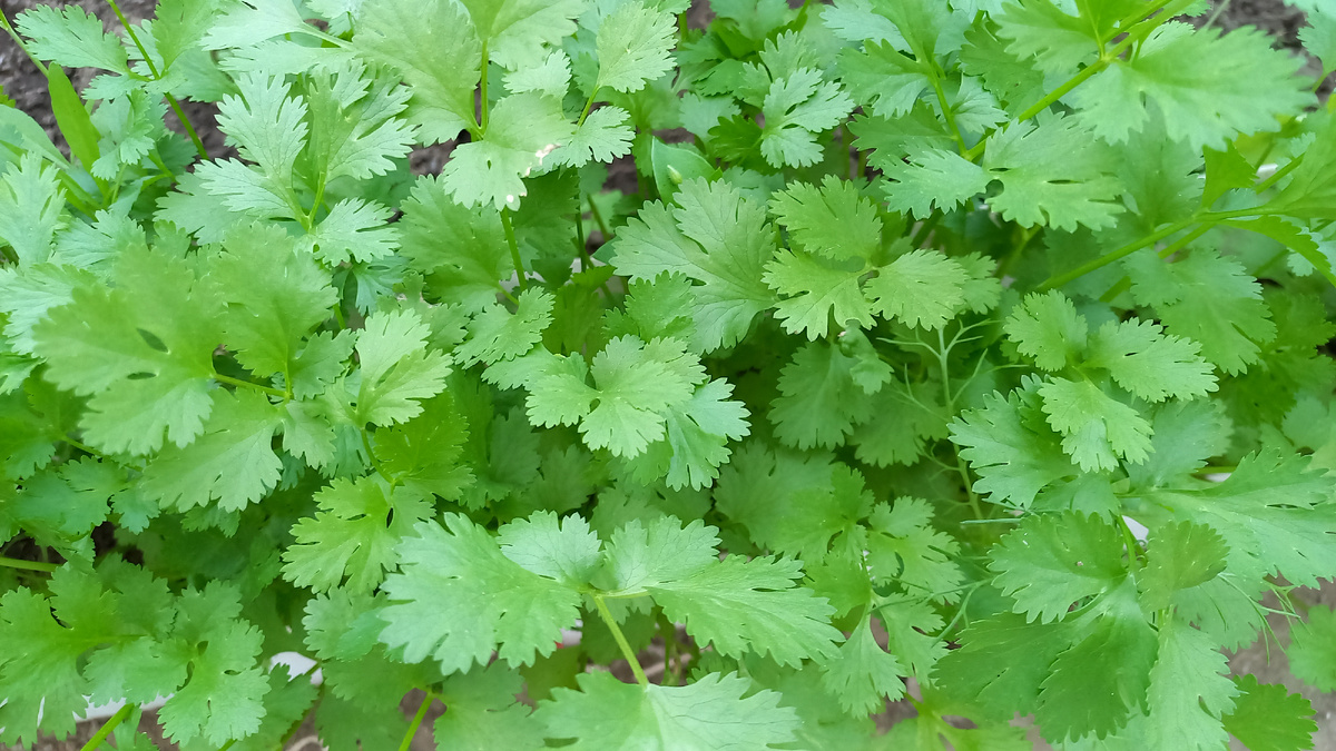 Урожай кинзы