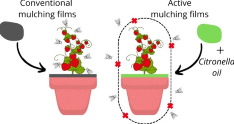    Натуральные биоинсектицидные биоразлагающиеся пленки начали свой путь в сельском хозяйстве
