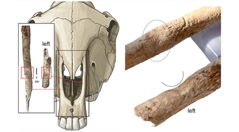   Silvia Albizuri et al. / Journal of Archaeological Science: Reports, 2026