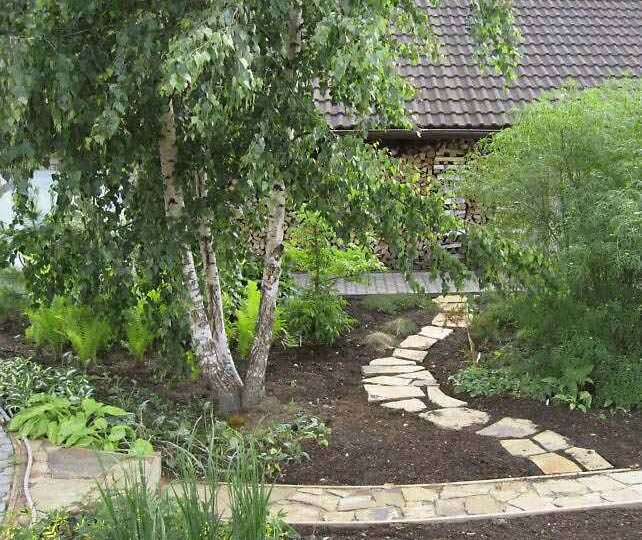 РАСТЕНИЯ ДЛЯ ОСУШЕНИЯ ГРУНТА