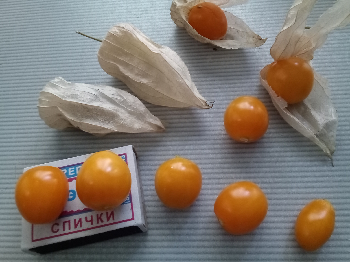 Вот они ягоды физалиса Рабсхари 