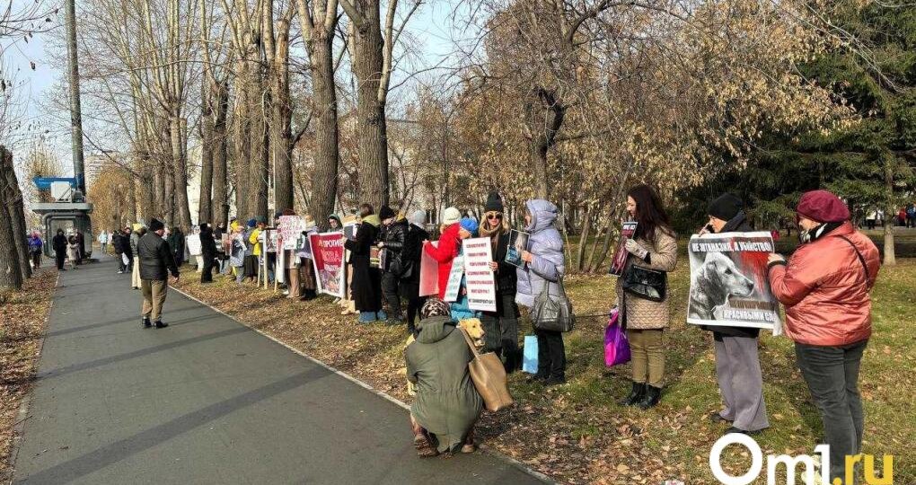 Новосибирцы обвинили власти в срыве закона о защите животных и обратились к Путину