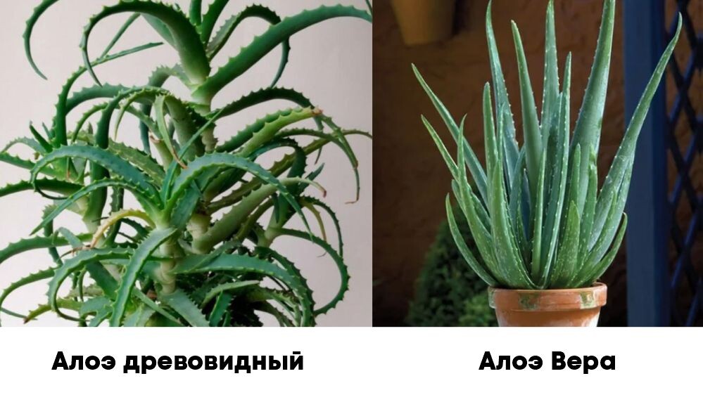 Виды Алоэ: древовидный и Вера