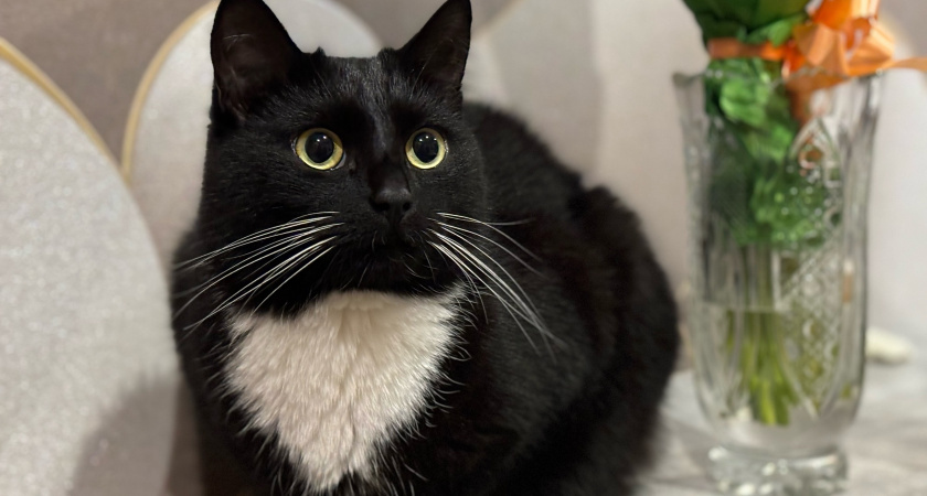    Есть лишь одно место, куда можно целовать кошку - она не будет возражать. На заметку каждому хозяину