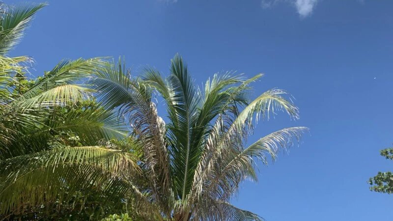     Пальма, отдых. Кристина Тарасова.