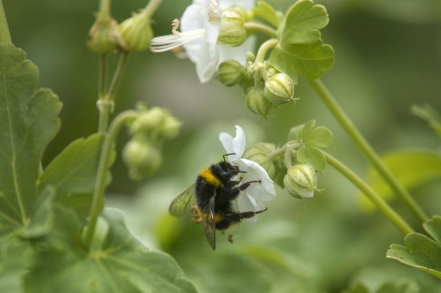    Пчелы. Фото: Getty Images