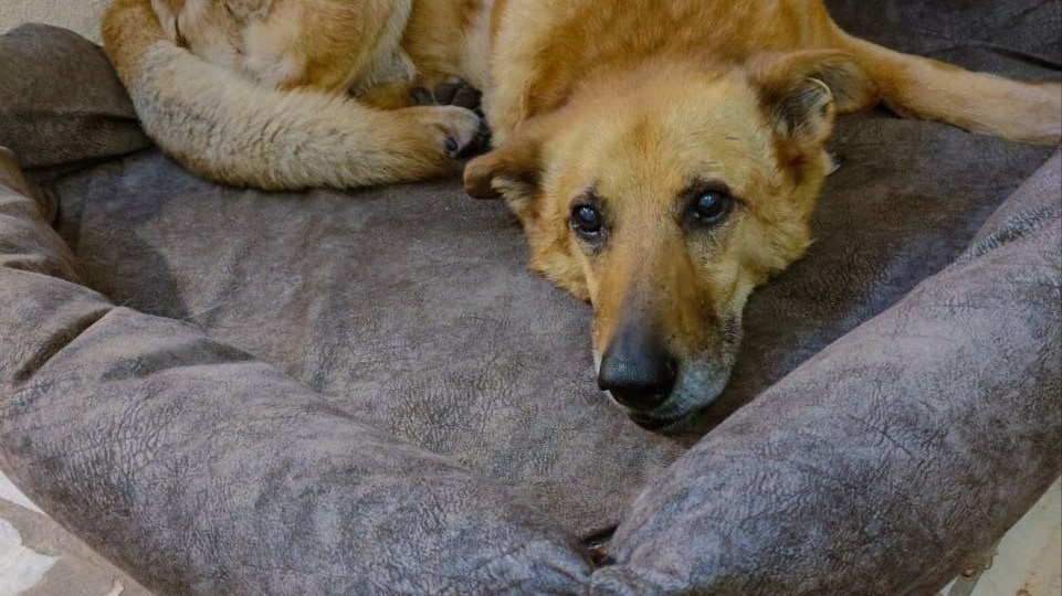 «Наш Рыжик мудрый и необыкновенный пёс»: жители Красноармейска объединились и спасли символ города