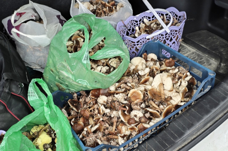    Жители Камышина показали итог тихой охоты в сообществе "Грибное сообщество Волгоградской области"