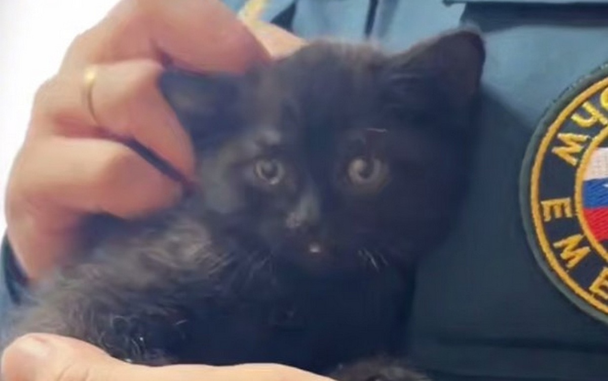    Пожарные в Ижевске спасли котенка из горящего дома