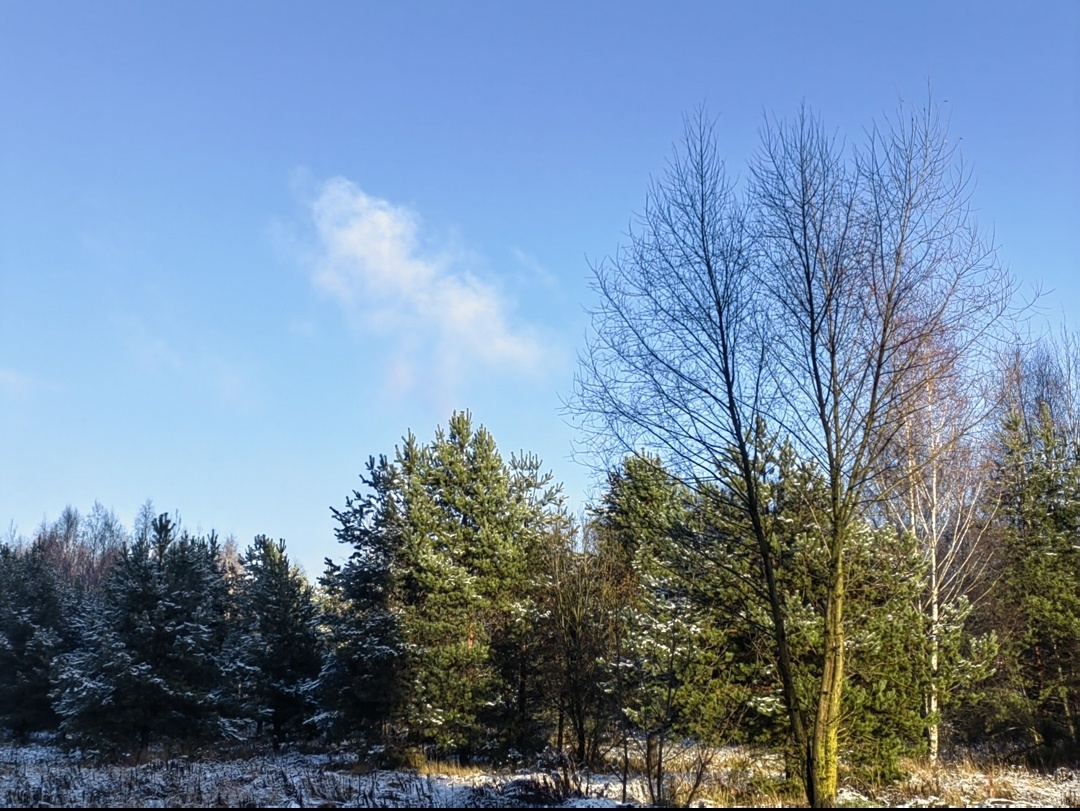 Кусочек природы, освещённый солнцем
