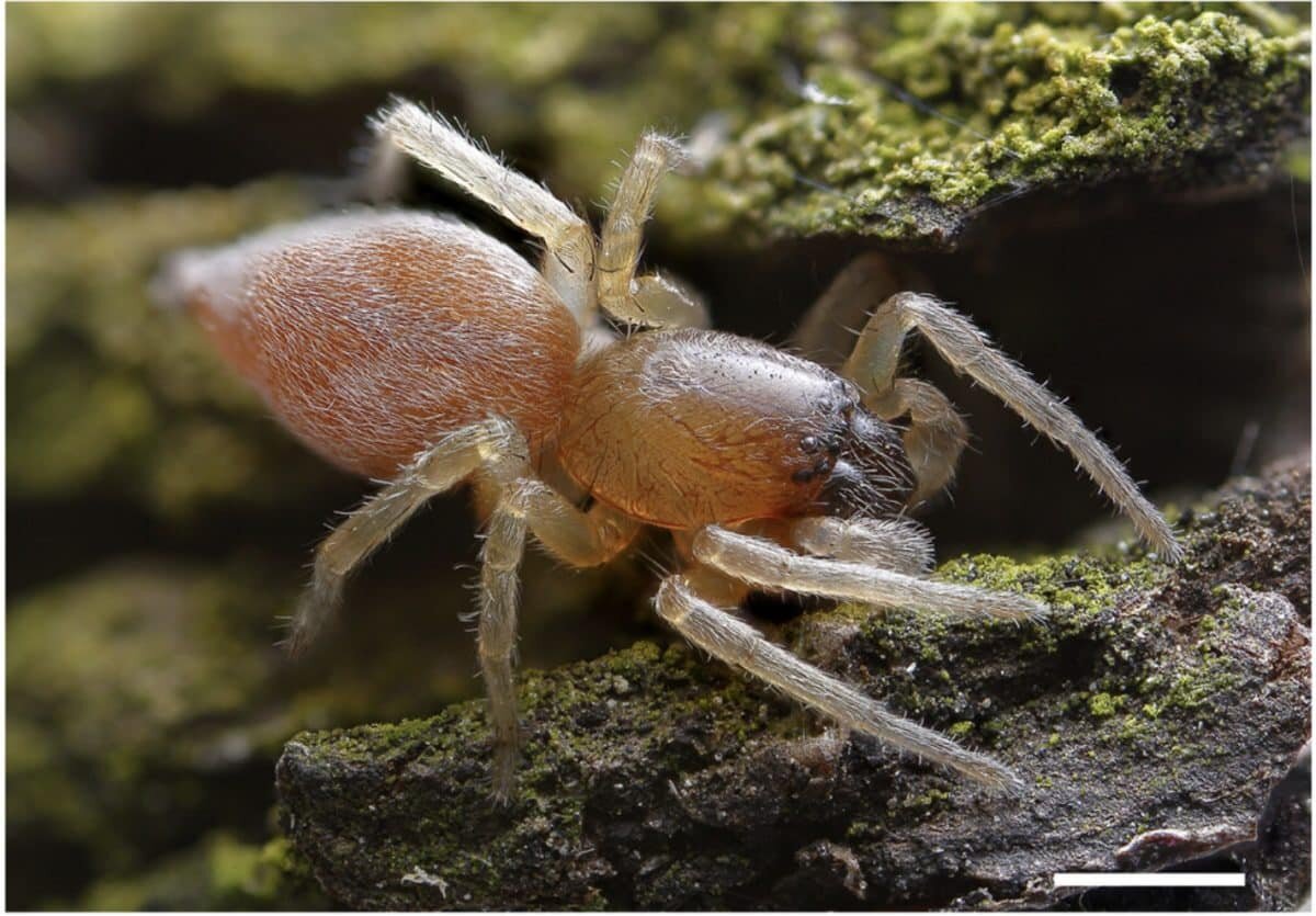 Паук-мешконосец рода Clubiona / © FEBS Journal (2025)📷
