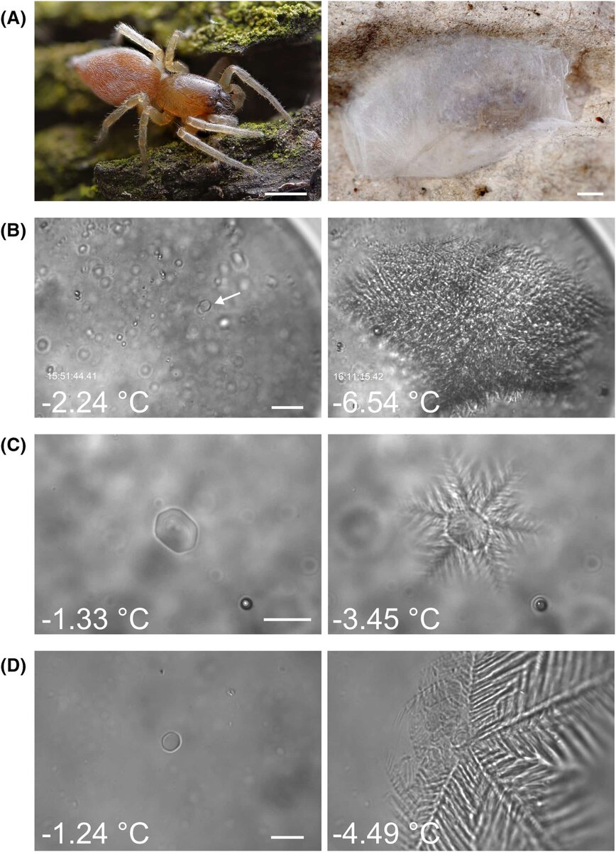    Паук-мешконосец рода Clubiona и эксперименты, демонстрирующие действие вырабатываемого им белка-антифриза: (А) слева — живой паук на коре, справа — другой паук того же рода, полностью замороженный в прозрачной ледяной корке; (В) без белка — при понижении температуры с -2,24°С до -6,54°С кристалл мгновенно разрастается; (С) с антифризным белком — даже при -3,45°С кристалл остается крошечным и почти не растет; (D) с обычным (не АФП) белком — при -4,49°С кристалл снова резко увеличивается.  / © FEBS Journal (2025)