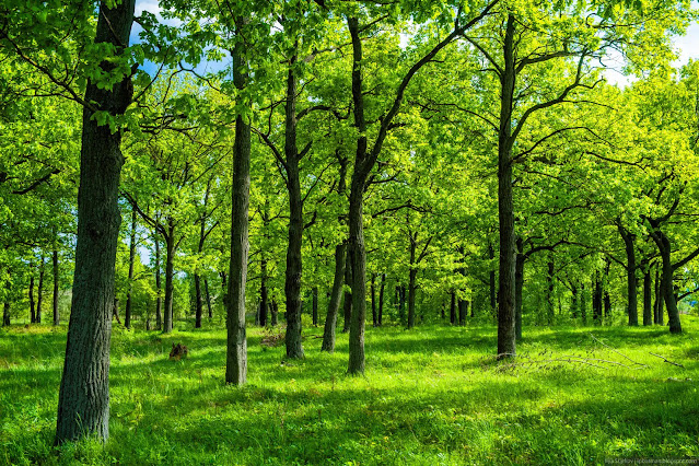 Дубовая роща. Фото из открытых источников 