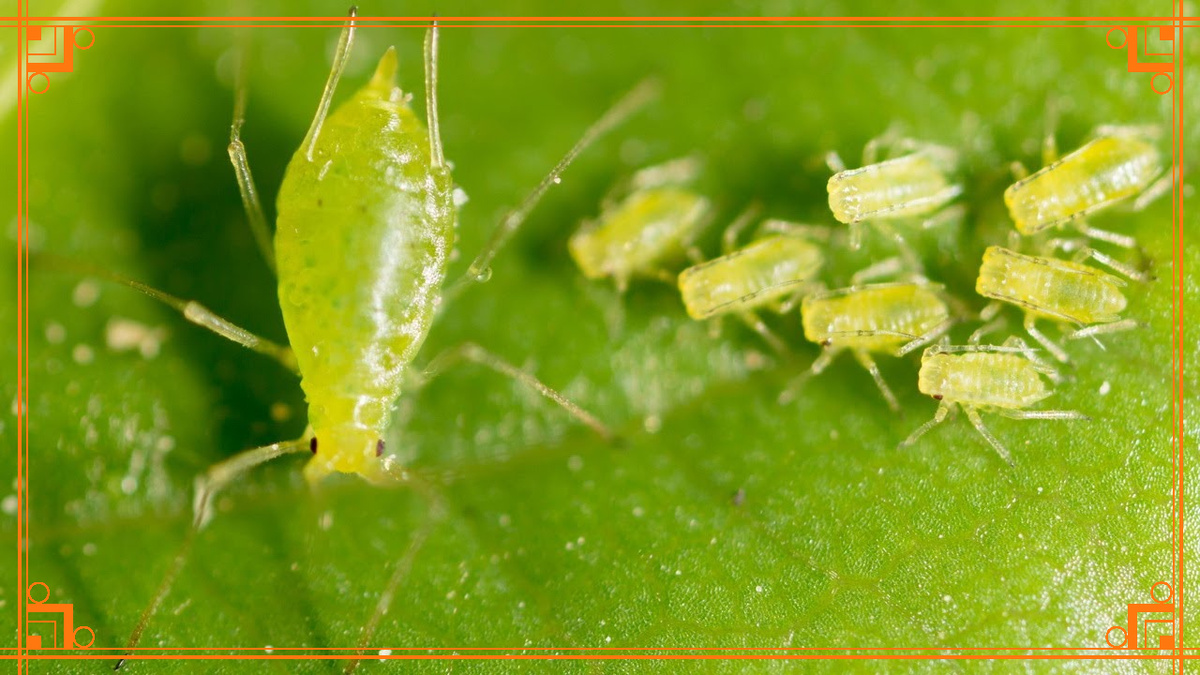 Фото из интернета. зеленая яблонная тля