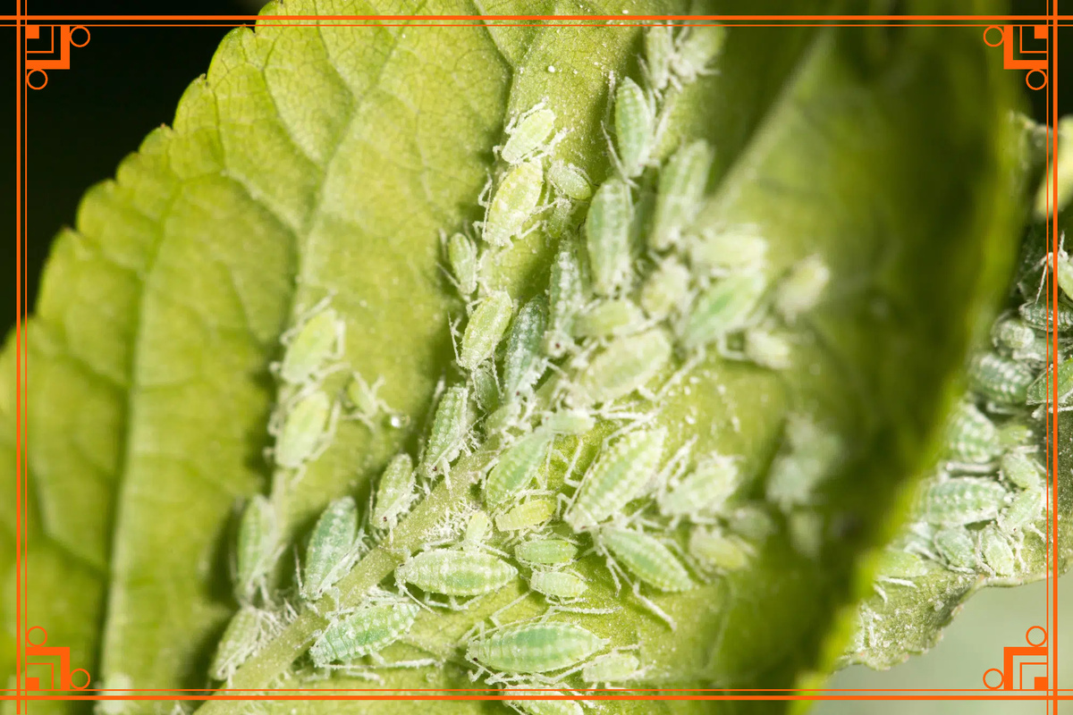 Фото из интернета. зеленая яблонная тля