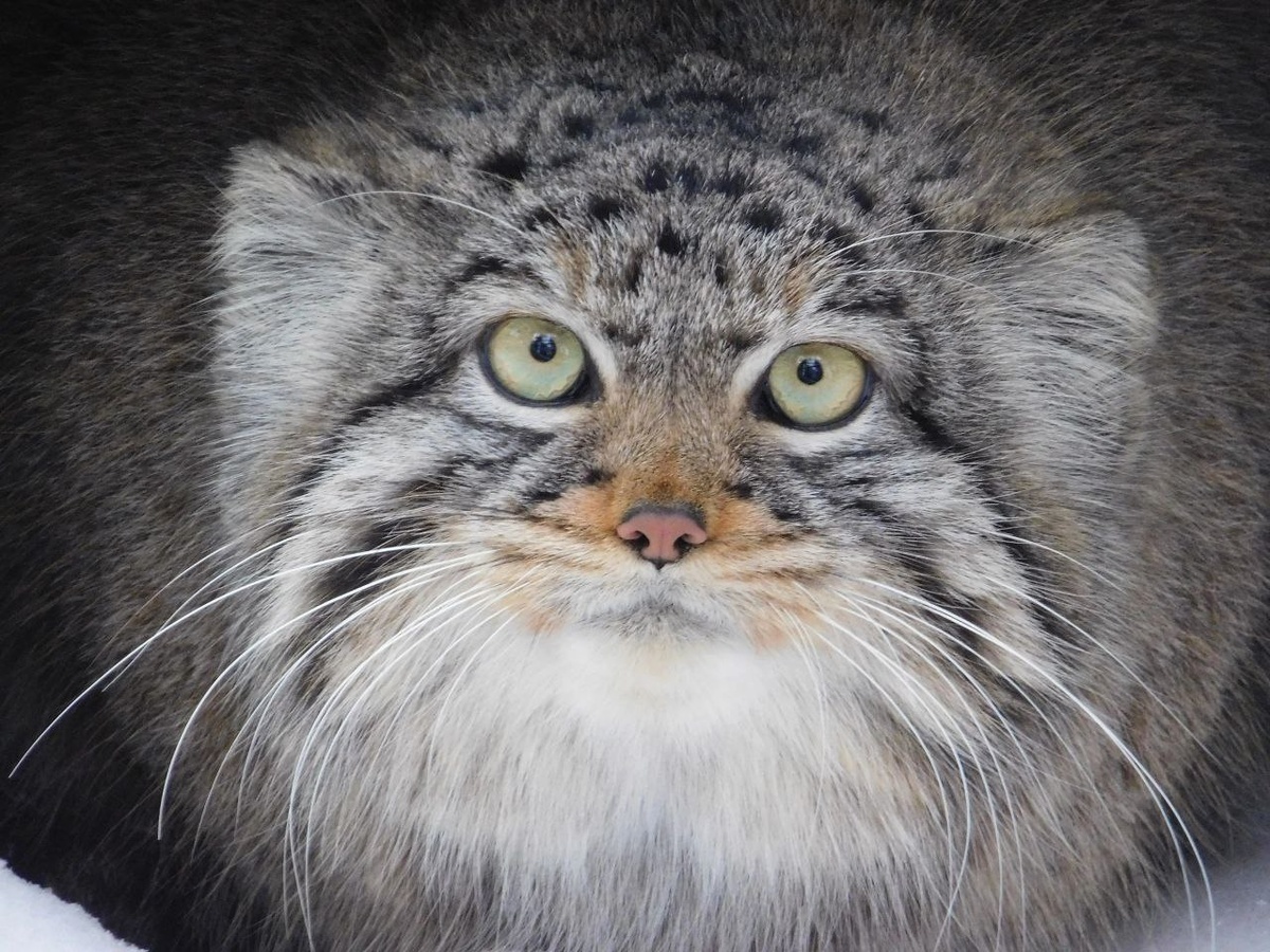    Фото и видео: Новосибирский зоопарк