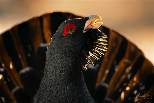    Роман Лобанов