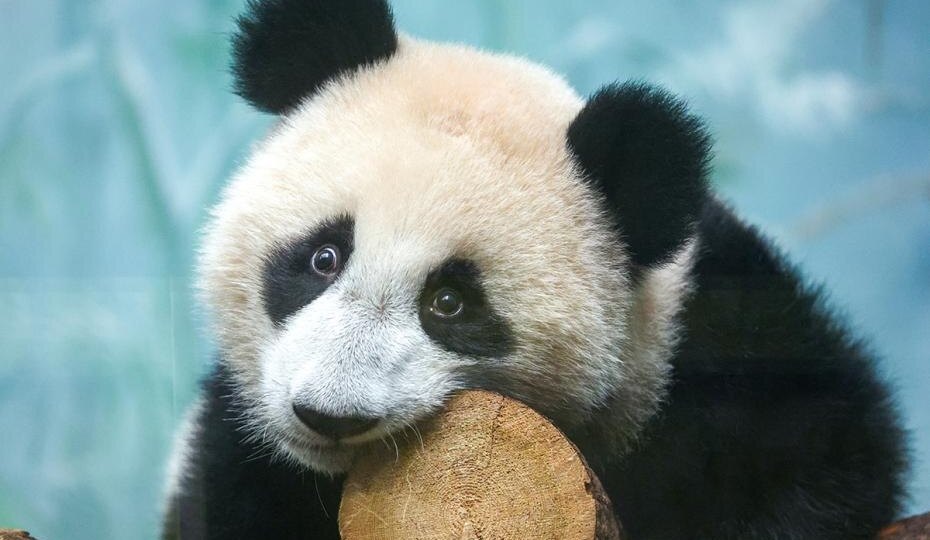 Московский зоопарк хочет оставить панду Катюшу: беспрецедентная попытка договориться с Китаем