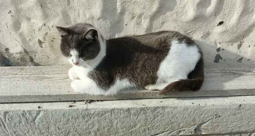    Почему кошки обожают смотреть в окно - запомните раз и на всю жизнь