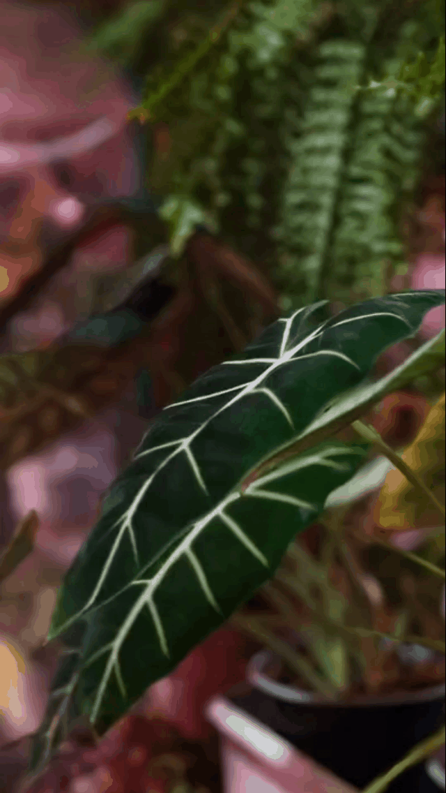 Неприлично фотогеничный Мишольца