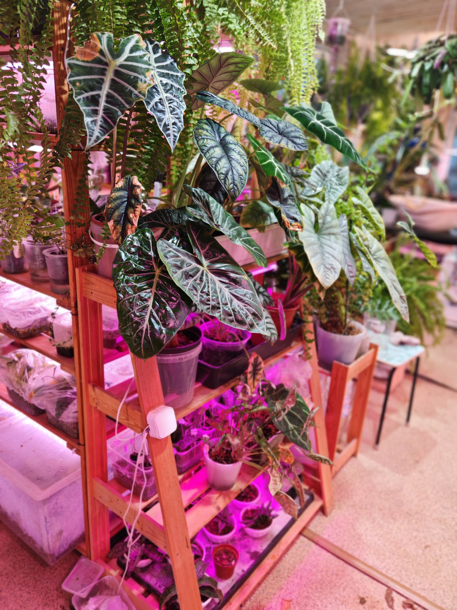 Геометрия полки