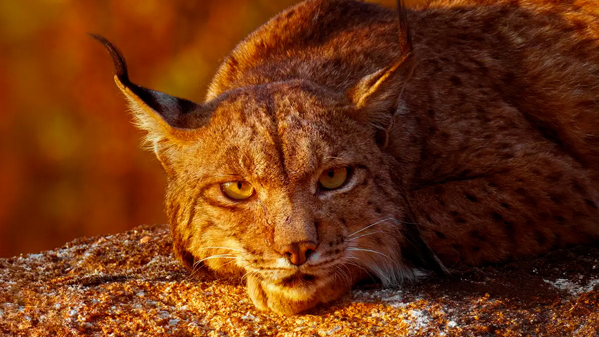 ничто не сравнится с историей иберийской рыси— самого редкого кошачьего хищника Европы. Источник фото - https://golnk.ru/G2ExW