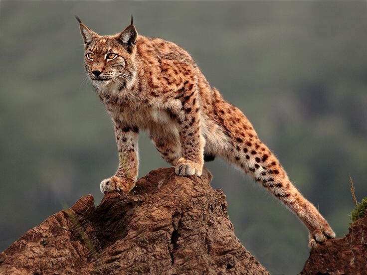 Тело рыси гармонично сбалансировано. Источник фото - https://golnk.ru/EOEle