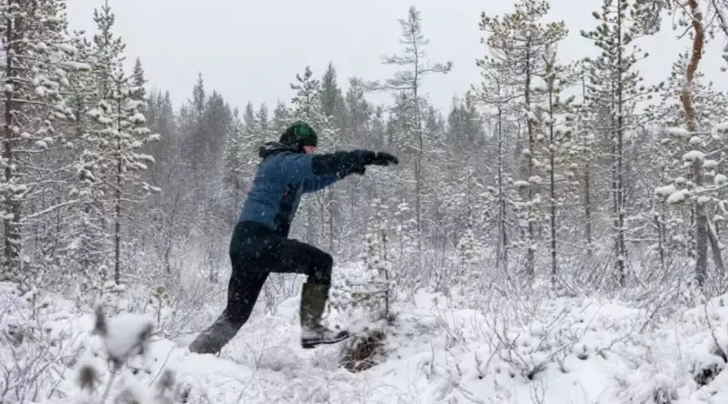 Нужно больше деревьев или меньше - эксперты пока не определились
Фото:
Samuli Holopainen / Yle