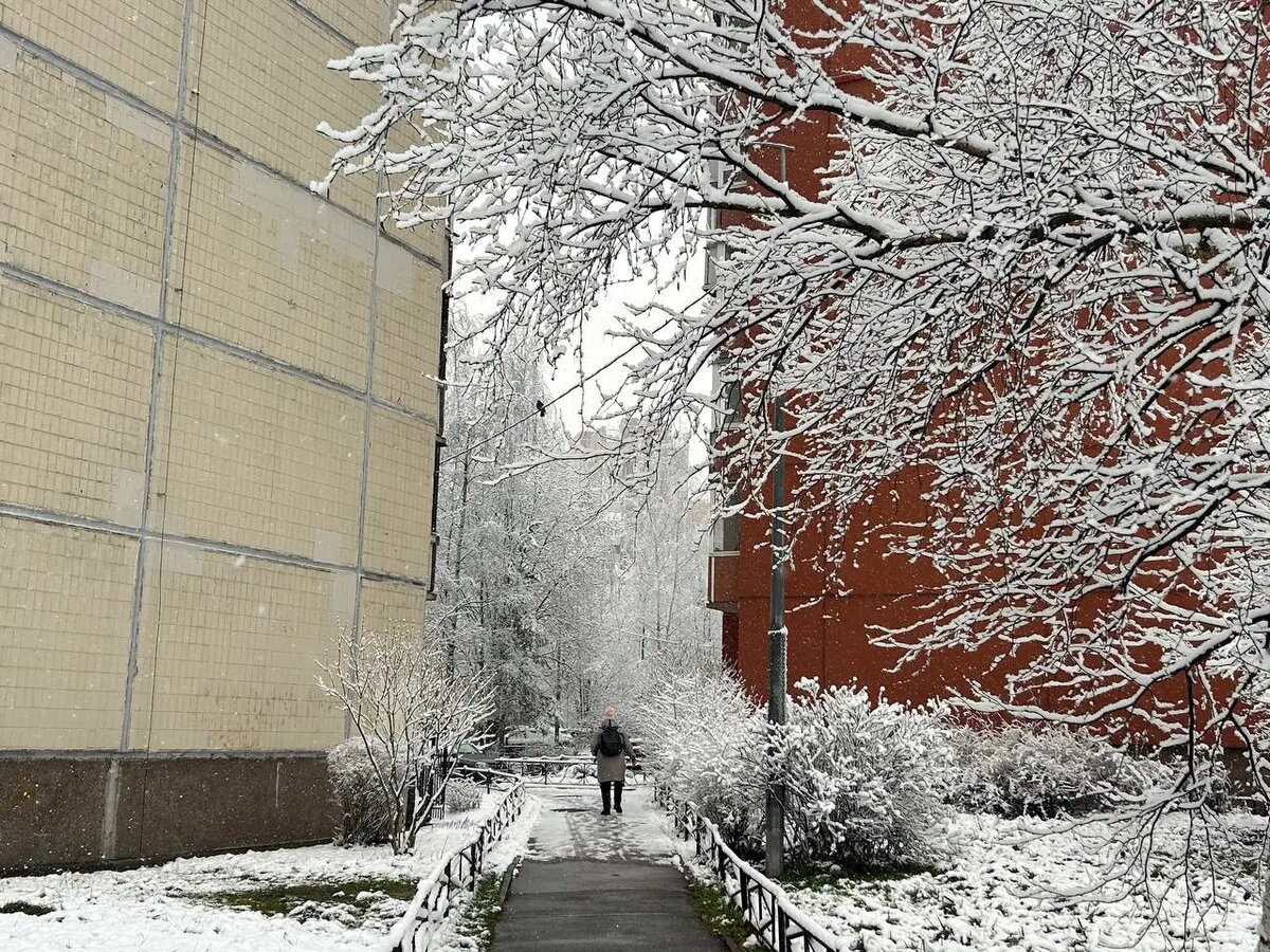    Снегопад 24 ноября. Фото: Мойка78