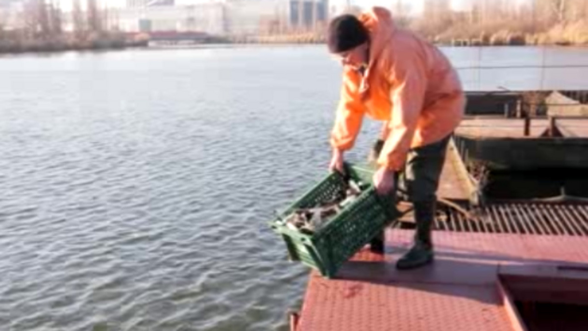    Фауна Курчатовского моря в Курской области потяжелела на 4 тонны
