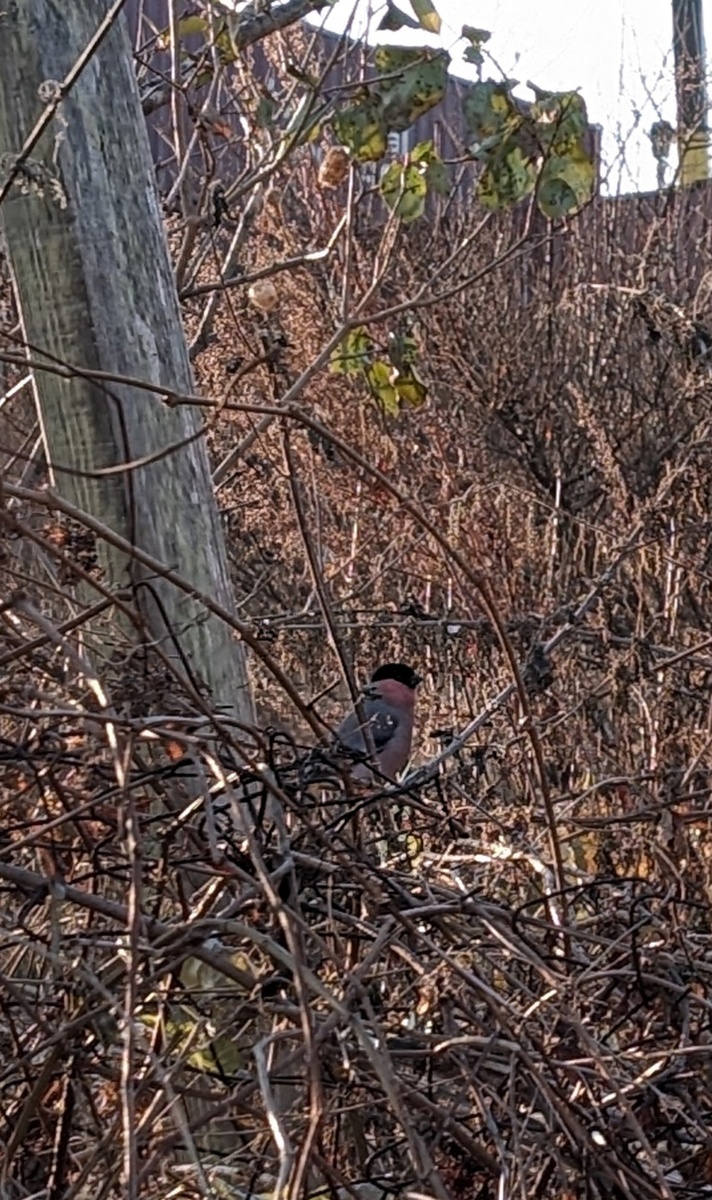 Это же снегирь! 