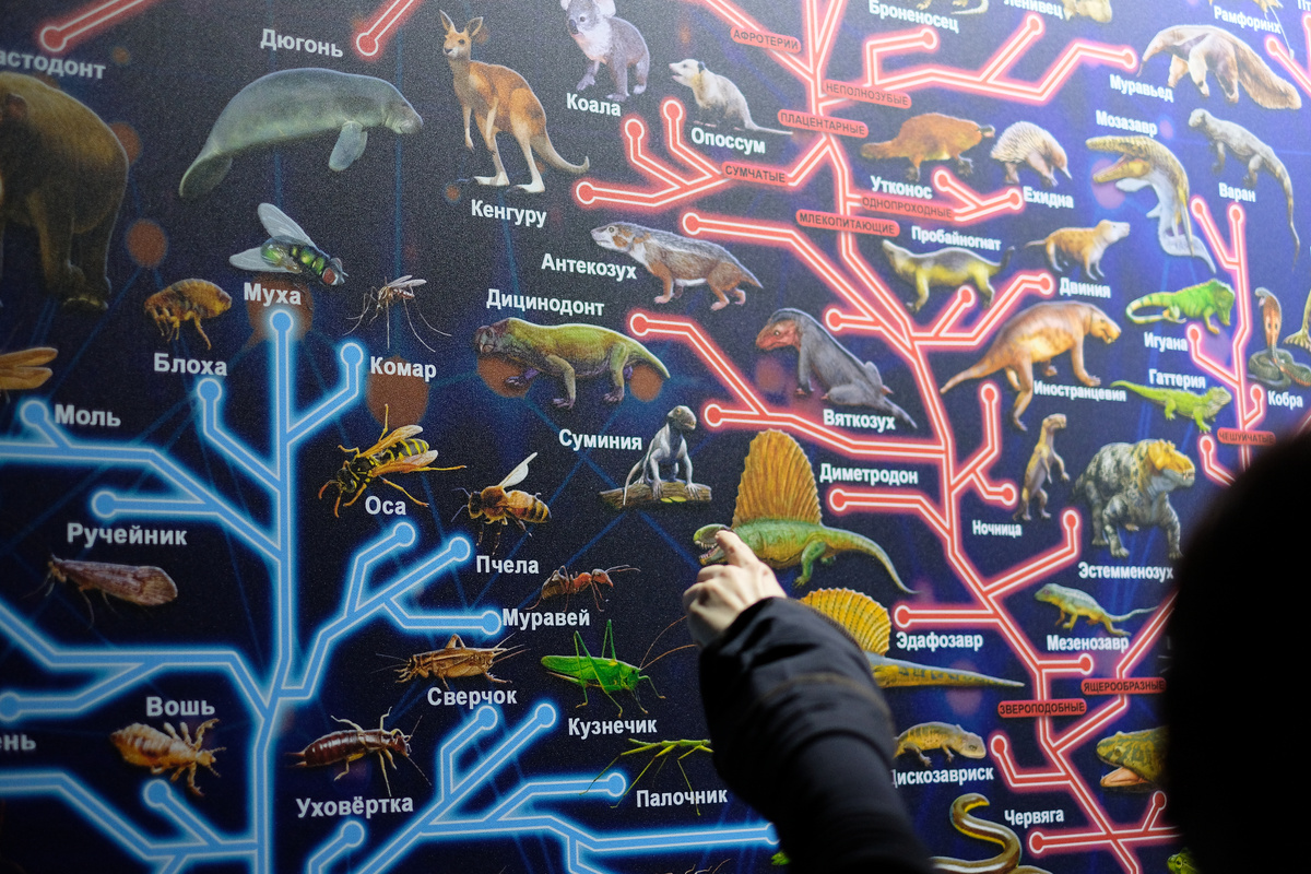 Эволюционная взаимосвязь разных групп животных представлена на большом стенде перед палеонтологической экспозицией