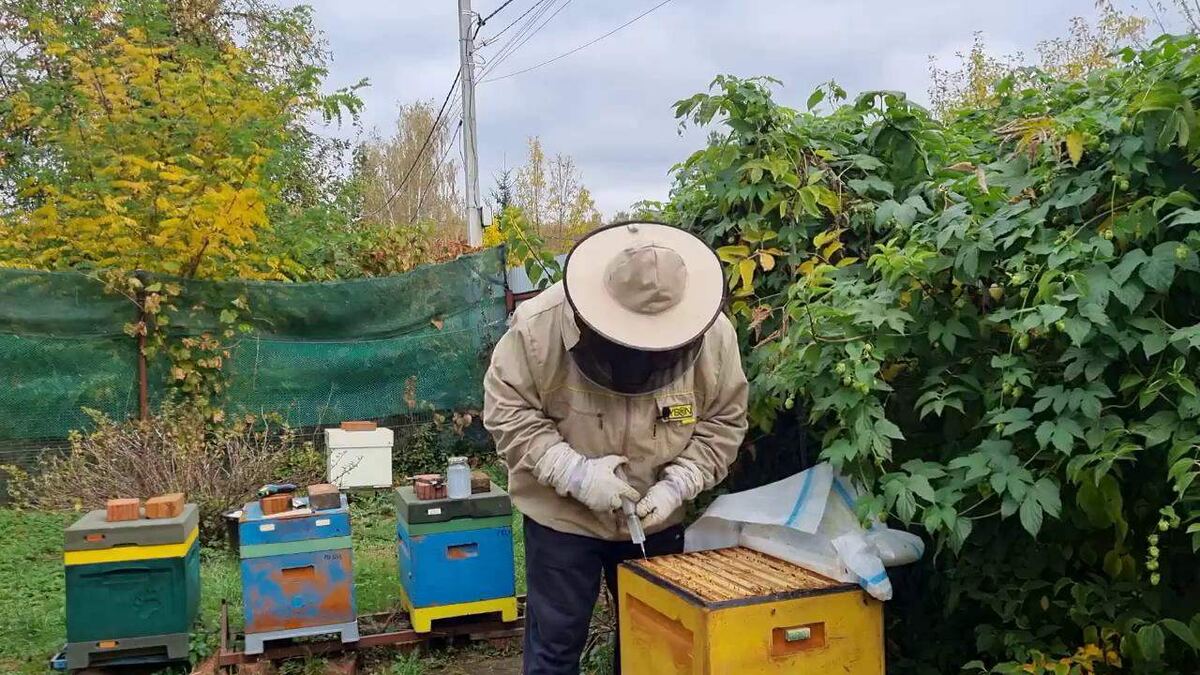 Лечение варроатоза пчел
