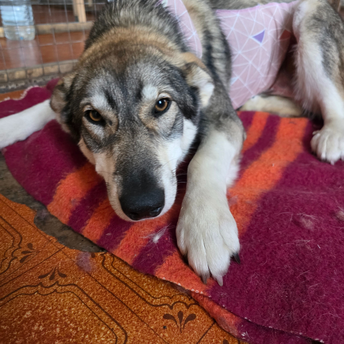 волчьи глаза полные боли и просьбы