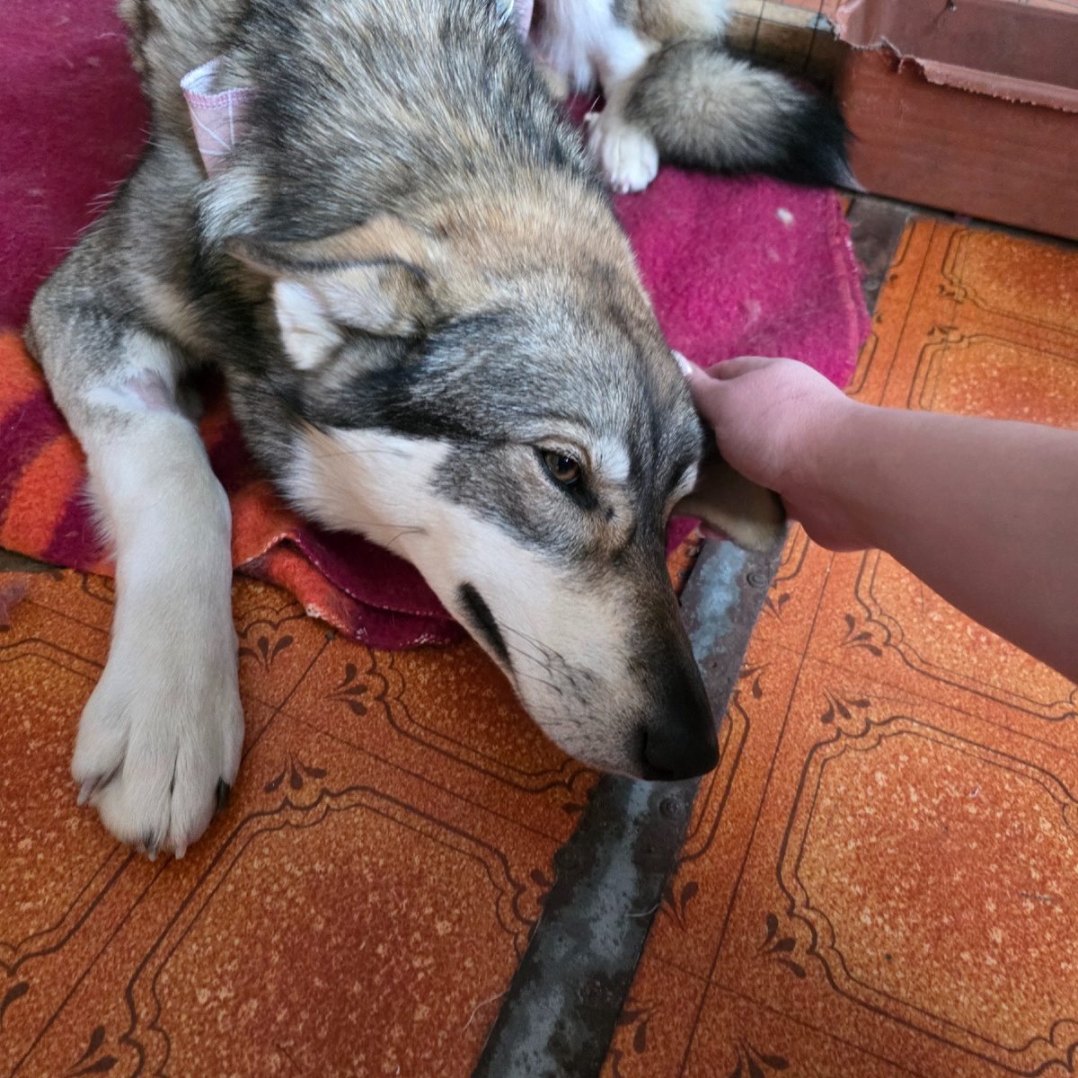 нежные ласки человеческой руки дикой души