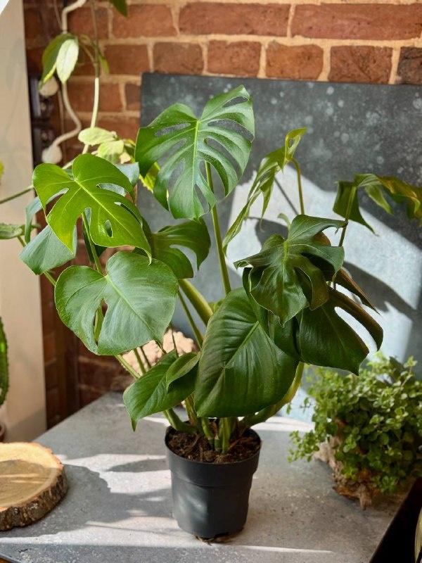 На фото трендовое в фитодизайне растените - Монстера Делициоза. И важно учитывать, что хоть и выглядит она эффектно, но её стебли и листья содержат токсичный сок. А вот плоды съедобны😉. Поэтому для выращивания в домах с животными или малышами лучше быть осторожным!