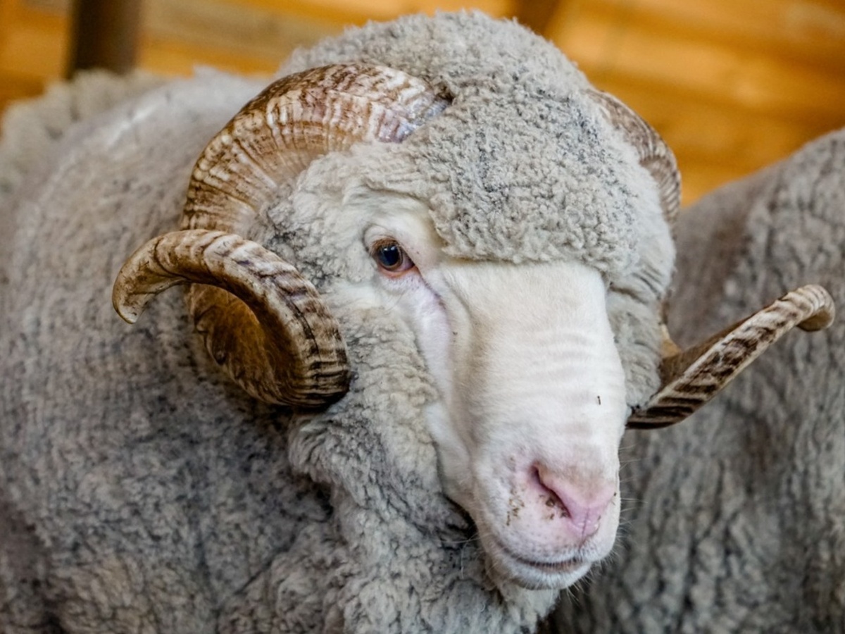 Взгляд, полный интеллекта: забудьте всё, что вы знали о «глупых» овцах.