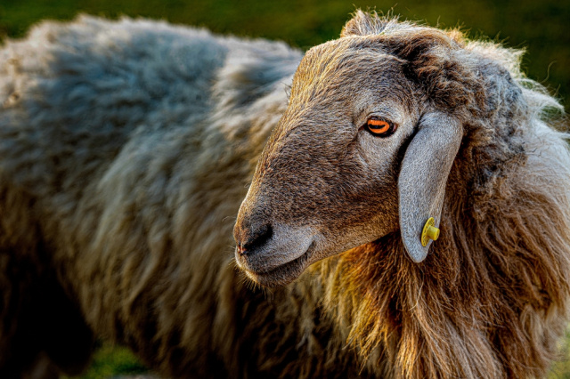 Прямоугольный зрачок — секрет панорамного зрения овец.