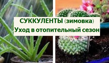 суккуленты зимой