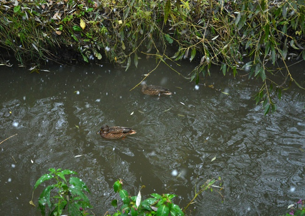 Утки в Чермянке и первый снег. Все фотографии в статье мои