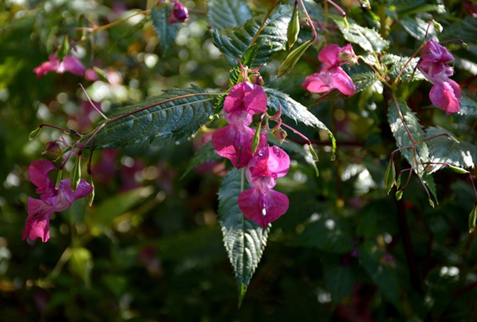 Наша местная орхидея