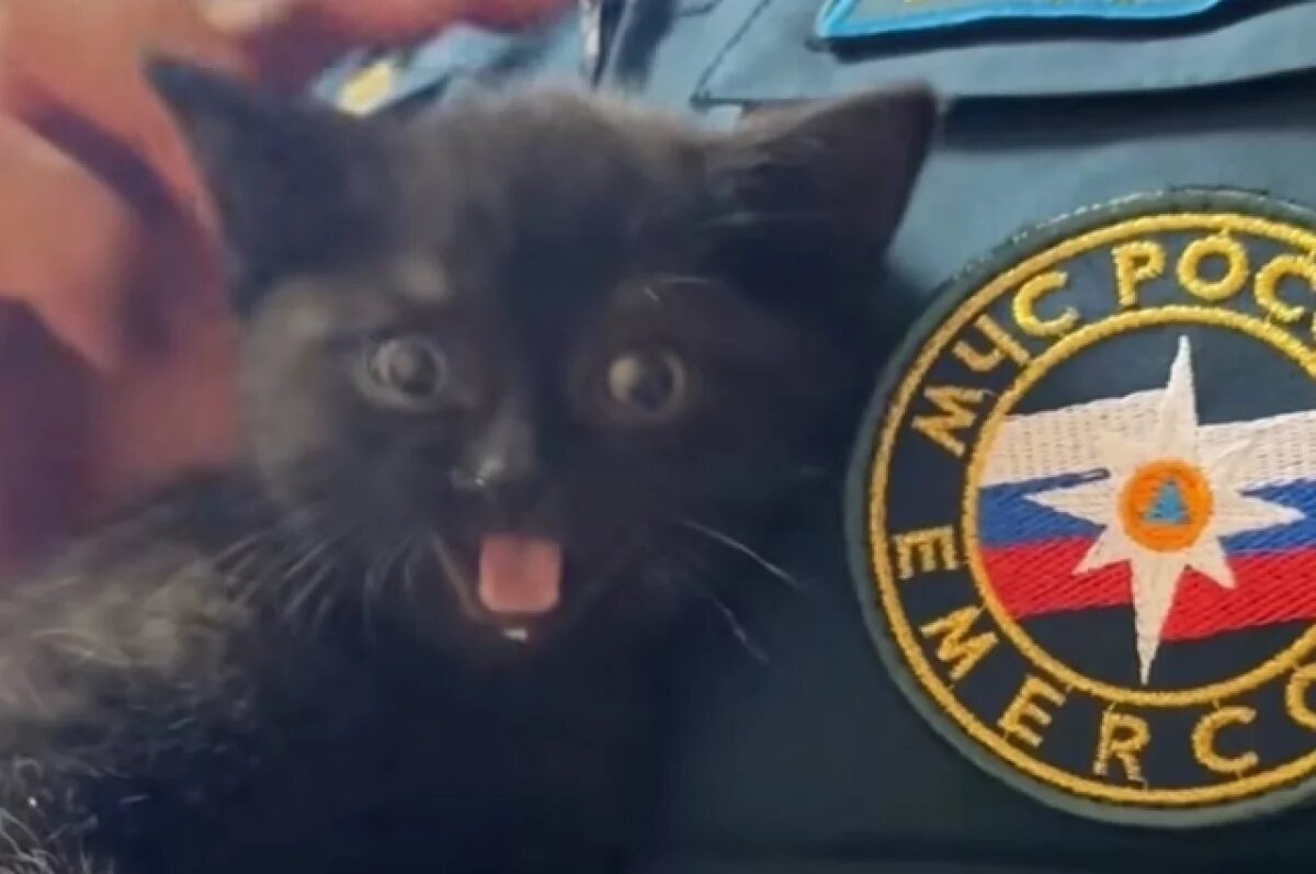    В Ижевске спасатели вытащили котёнка из горящего дома