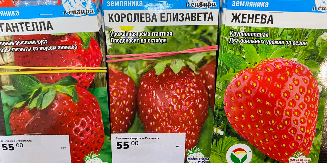 Как вырастить крупноплодную землянику из семян