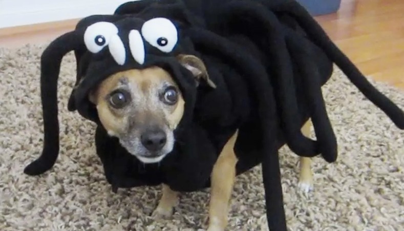 собачка в костюме паука / YouTube