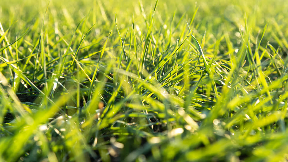 Фото: Олег Харсеев / Коммерсантъ